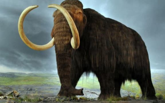 The recreation of a mammoth, with the help of an elephant and the CRISPR tool, would require millions of manipulations.