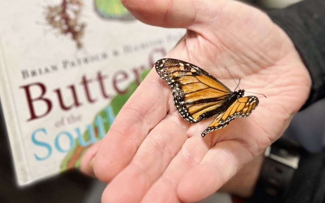 The monarch is not endemic to New Zealand but it is a native because it flew or blew here in the 1830s.