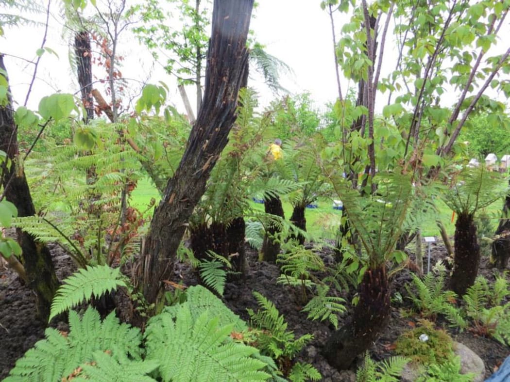 North-eastern France has a good climate for growing certain native New Zealand plants, Te Putake project leader Tutehounuku Korako says.