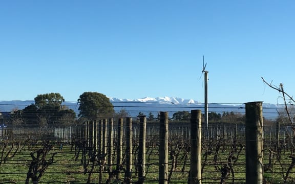Fresh snow on the Tararuas behind a Martinborough vineyard