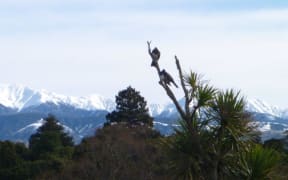 Snow on the Ruahine Ranges in Hawke's Bay.