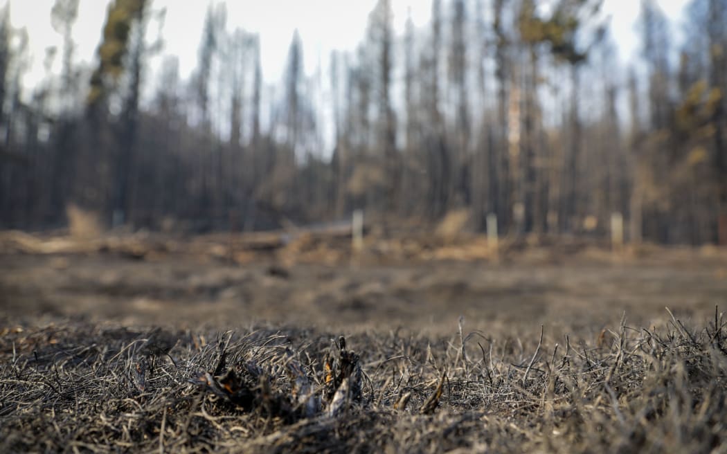 The charred ground and trees after a fire at Lake Pukaki in the Mackenzie District. 31 August 2020