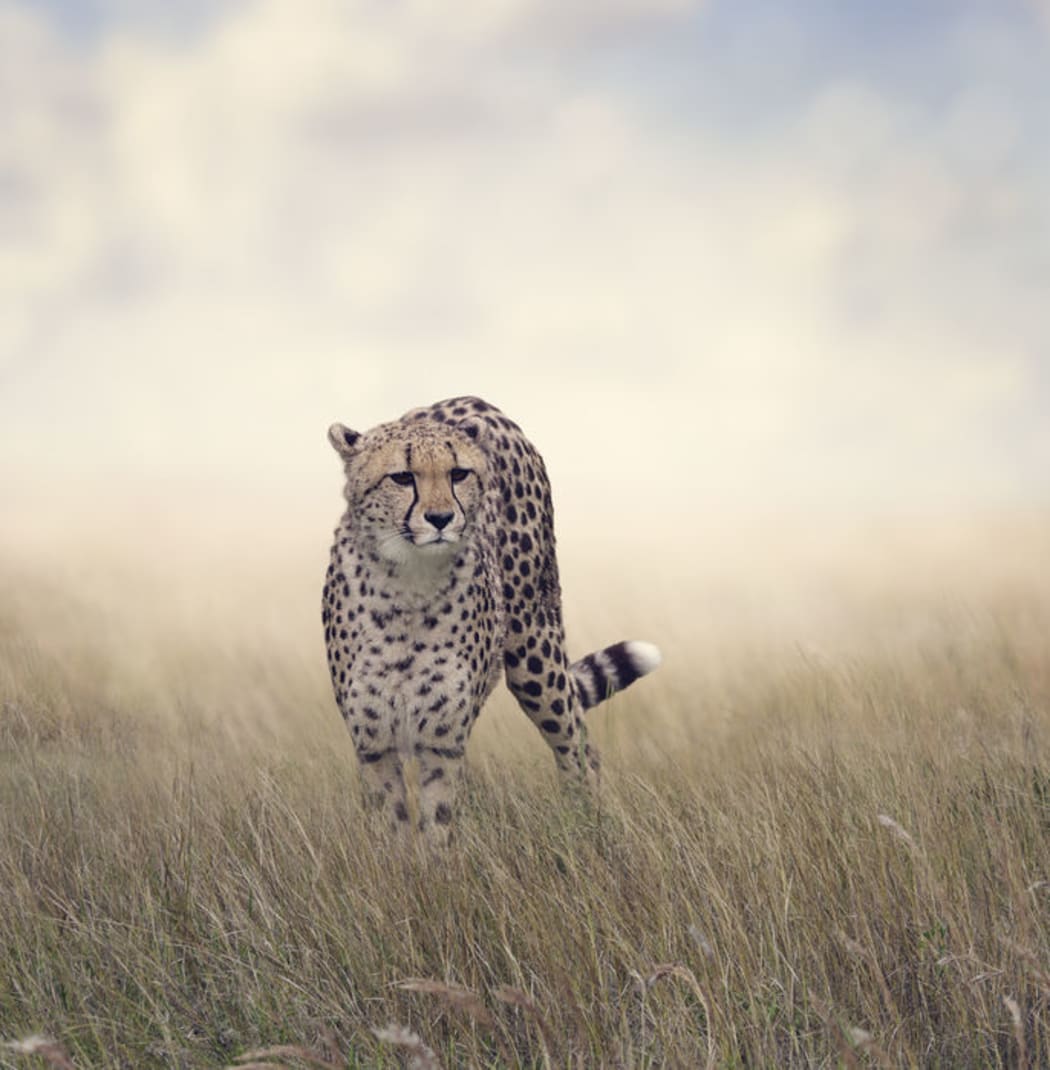 Cheetahs are heading towards exctinction.