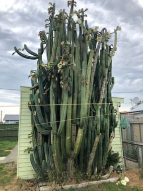 A 7-metre high San Pedro cactus in Christchurch
