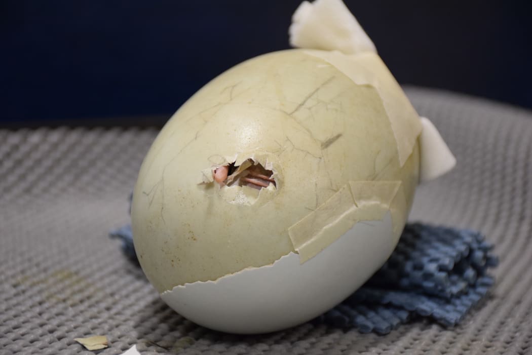 The chick hatched from its repaired egg after 11 days of careful monitoring.