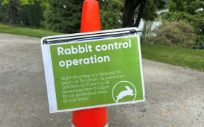 Queenstown Gardens night shooting - rabbits