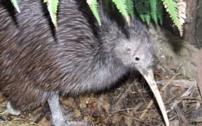 Tahi, the one-legged kiwi at Wellington Zoo, has died.