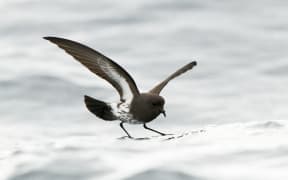The NZ Storm Petrel