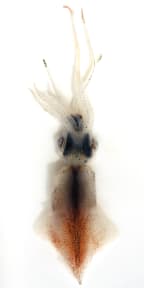 Japanese firefly squid