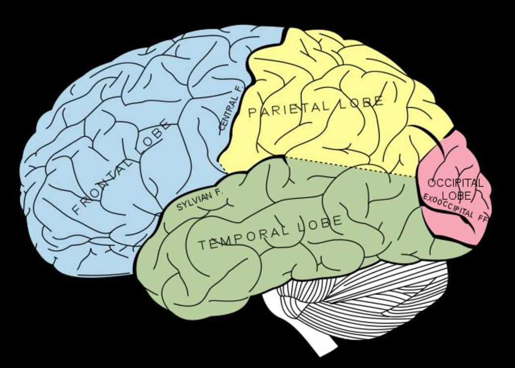 Because the temporal, occipital, and parietal lobes are so close, electrical activity can easily travel between them