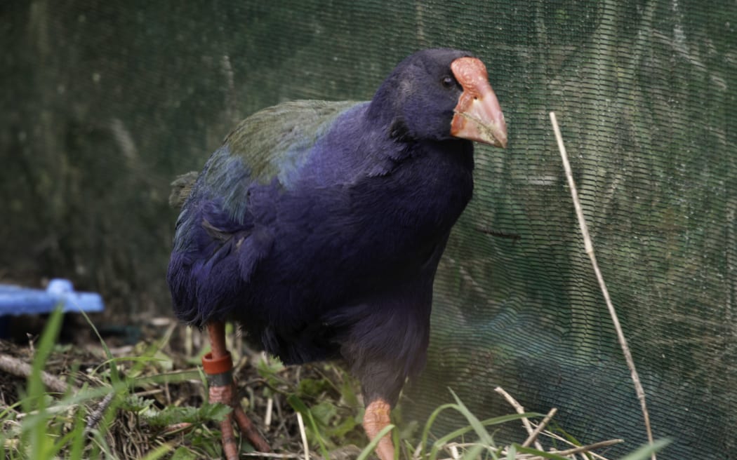 Two Takahē, Bendigo and Waitaa, have been released at Zealandia