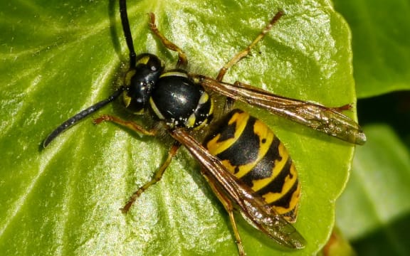 Common wasp