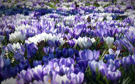 Crocuses in flower
