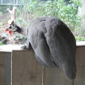 Photo for Helmeted guineafowl