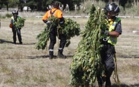 Unloading cannabis plants from a helicopter.
