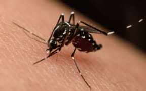Zika mosquito