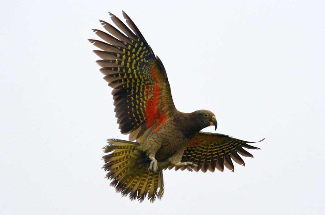 Kea (Nestor notabilis) in flight, showing its distinctive orange underwings.