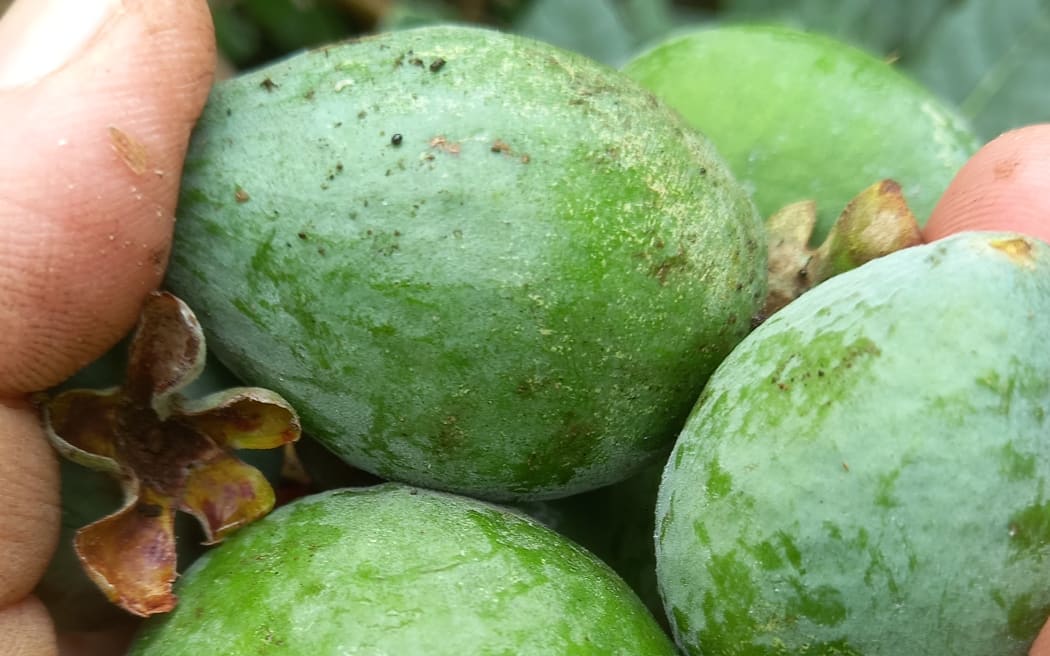 After the harvest, tuck in fruit trees with a blanket of mulch for winter.