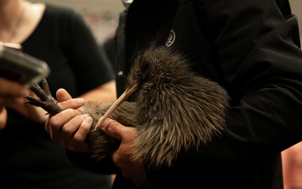 Kiwi bird