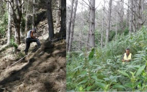 Wilding Pine eradication at Arapawa island  - before and after