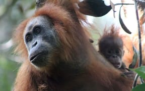 A Tapanuli orangutan.