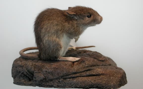 The kiore, Pacific rat or Polynesian rat is was intentionally transported by Polynesian voyagers and is an important marker of migration patterns.