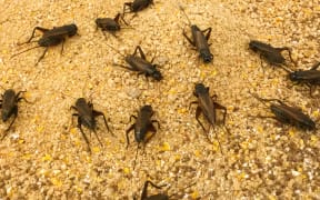 Cricket Farm