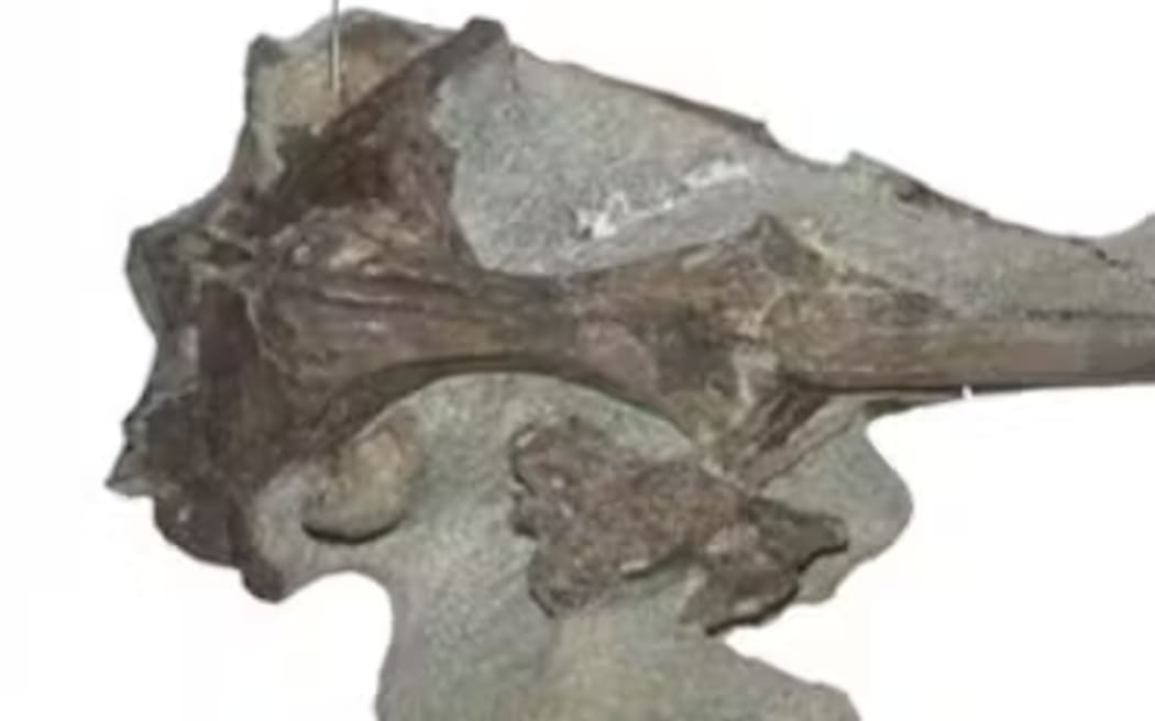 Fossils unearthed from the Waipara Greensands include a skull of one of the earliest penguin species.