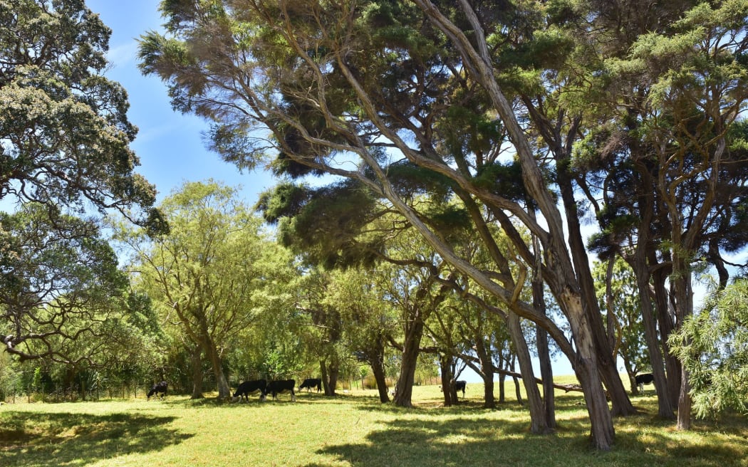 Livestock like these cows need to be protected from weather extremes, the  Ministry for Primary Industries (MPI) says.