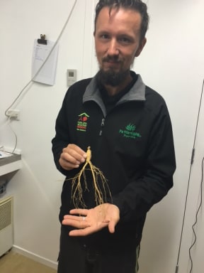 Daniel Benefield with a piece of Ginseng