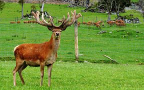 Red deer stag (Cervus elephus) in velvet, Westland, New Zealand