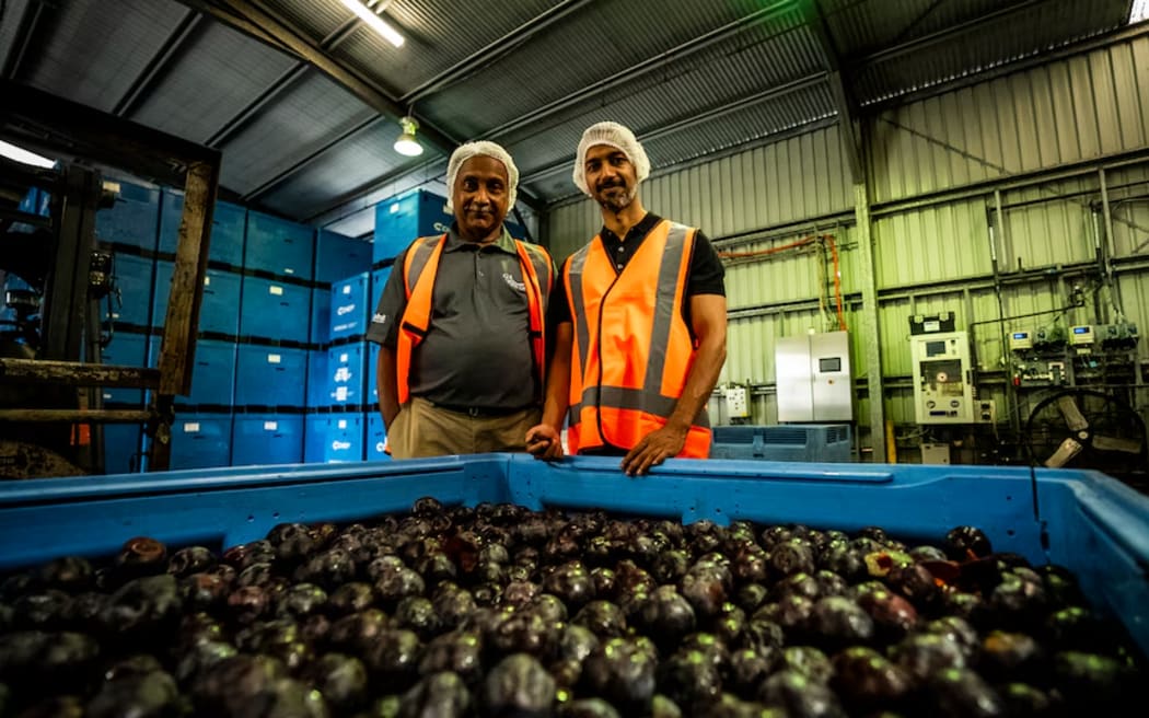 Bonney and Sid Ghosh are expanding the Queen Garnet plum's reach into global markets including China. (ABC Landline: Cameron Lang)