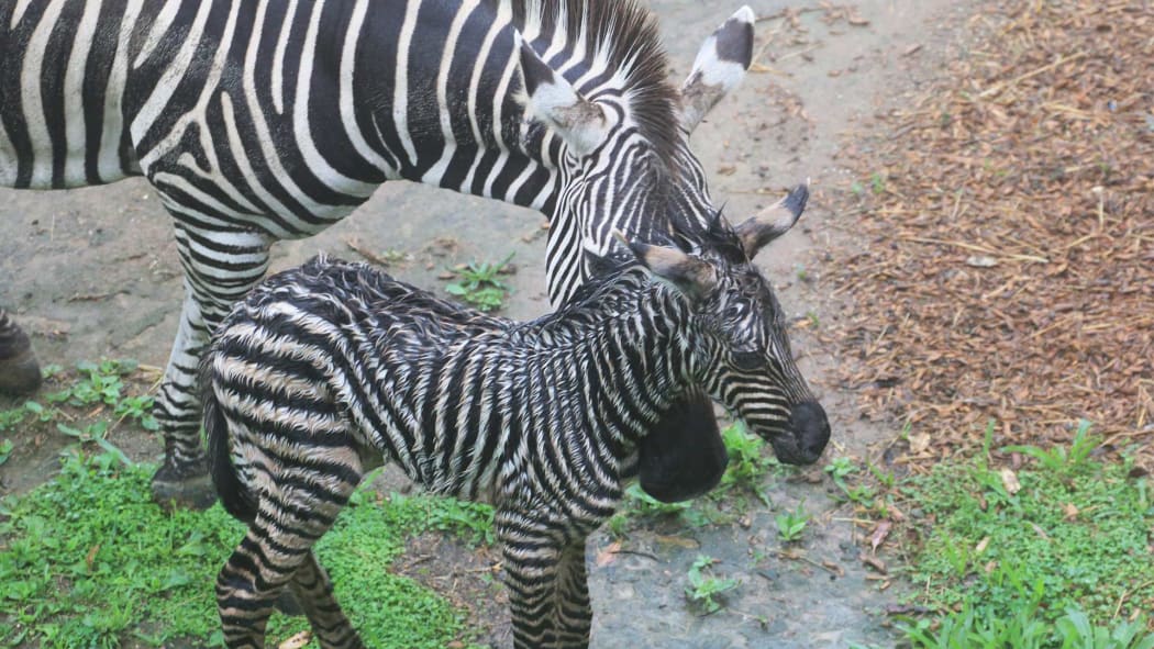 The foal is the first to be born in eight years at Auckland Zoo.