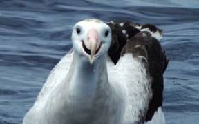 White capped albatross