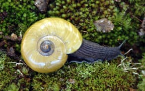 Powelliphanta superba prouseorum