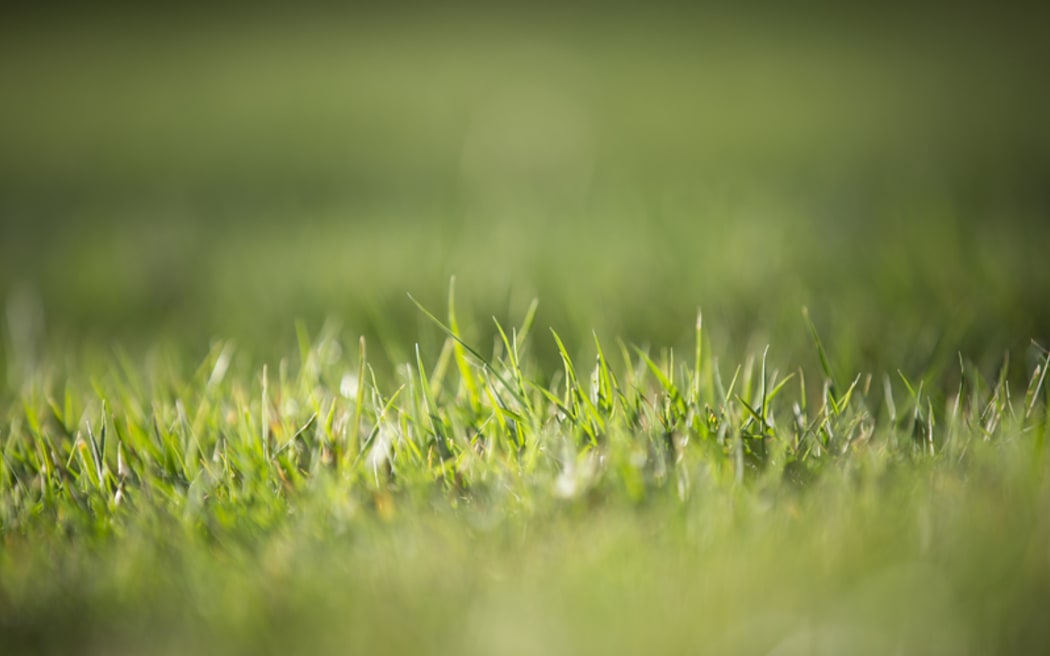 FOR WATER TAX story - Generic grass