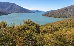 An aerial view of Kenepuru Sound in the Marlborough Sounds.