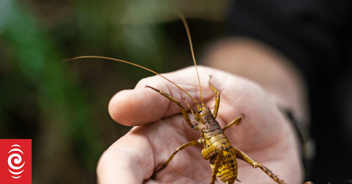 Critically endangered giant wētā moved to new sanctuary