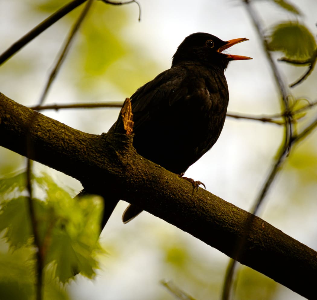 Blackbird singing