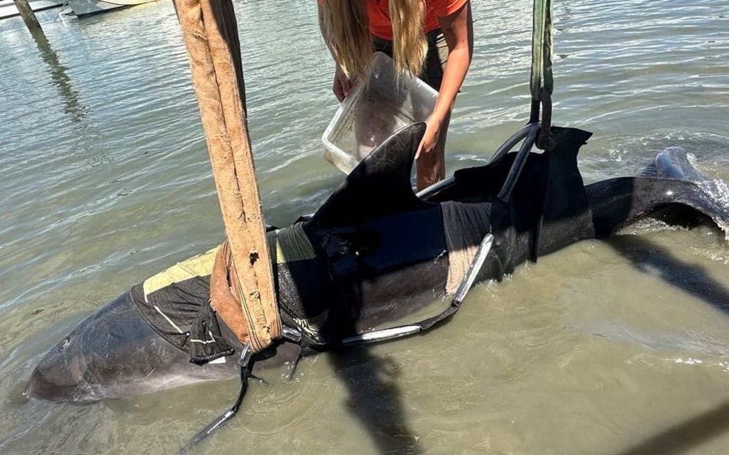 The 300kg bottlenose dolphin is winched onto a pontoon after accidentally leaping into a small boat in the Bay of Islands.
