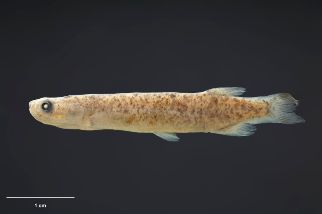 Chatham Islands Mudfish