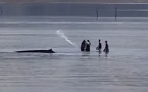 The beaked whale is stranded at Te Kouma.