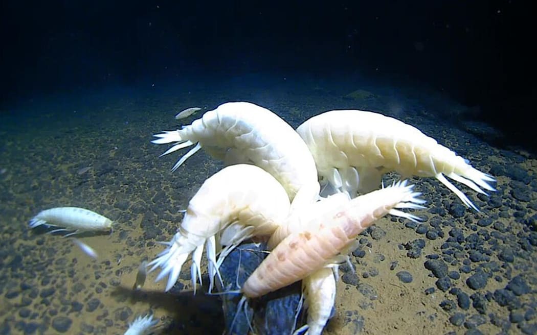 Supergiant Amphipod (Alicella gigentea)