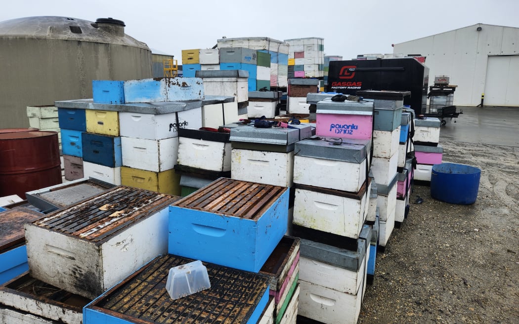 The Kings lost many hives in Cyclone Gabrielle. These ones have been salvaged and will be cleaned and repaired ready for the coming honey production season.
