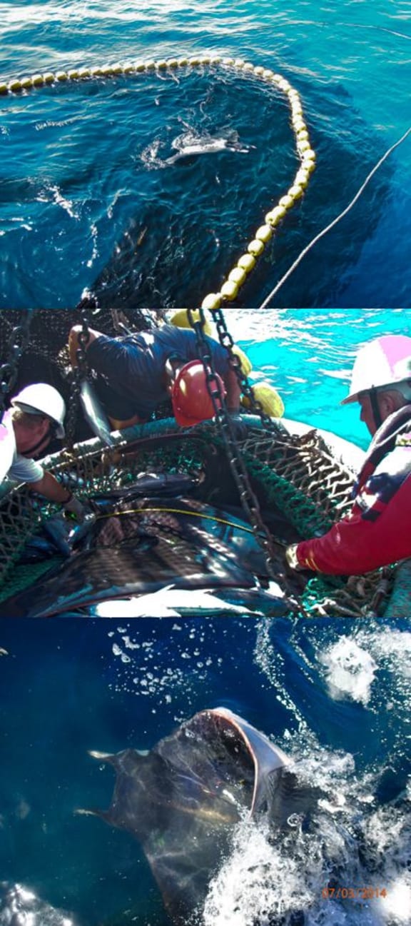 In the top image a devil ray can be seen swimming in a purse seine net. Once aboard the fishing boat (middle image) it is tagged with a small electronic tag, and then  released back into the water (bottom image).