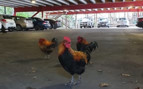 Titirangi chickens have been living it up in the suburb.