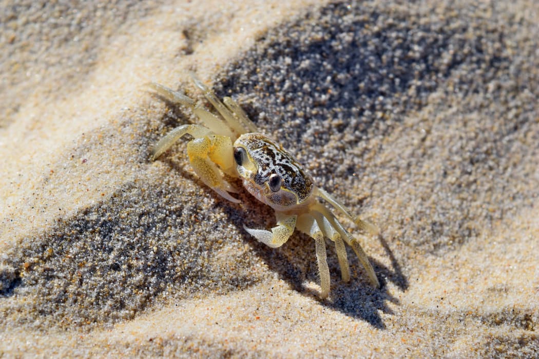 Atlantic ghost crab walking on the sand beach in Noosa National Park, Queensland, Australia
