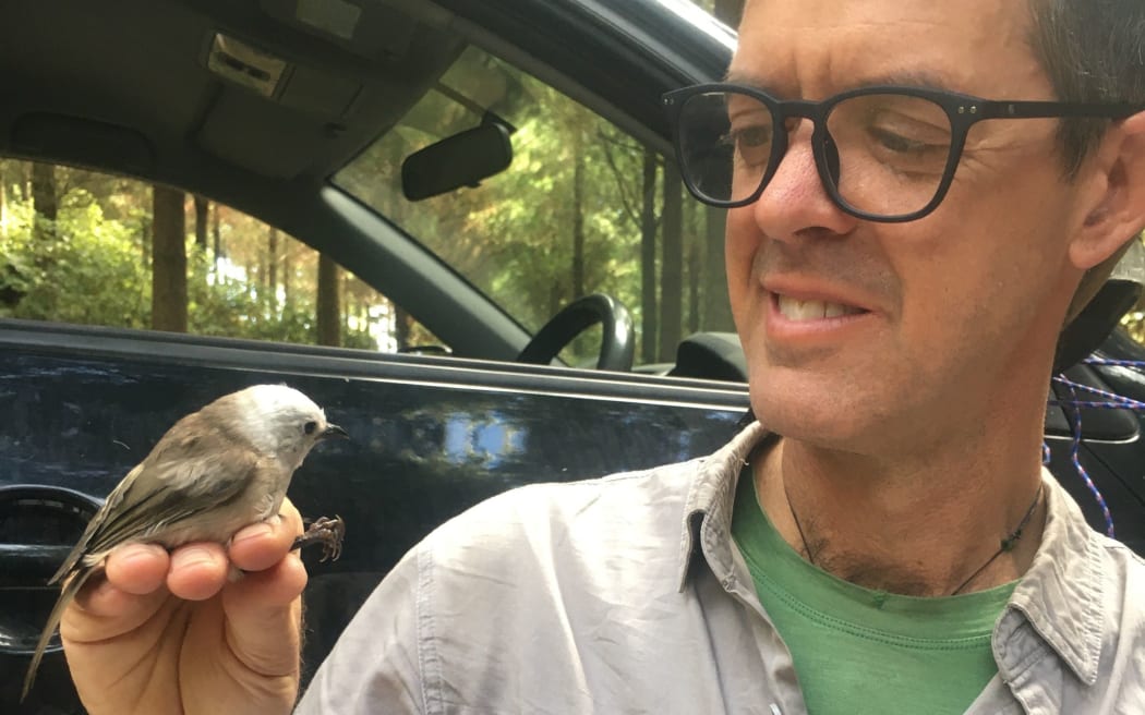 Translocation specialist Kevin Parker from Parker Conservation with a pōpokotea whitehead.