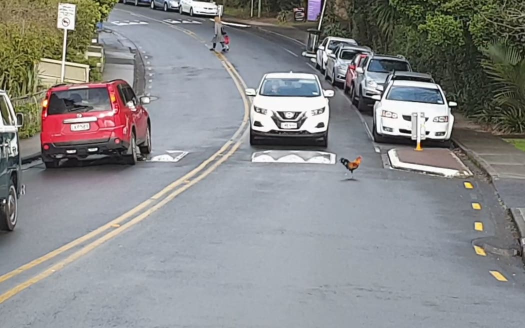 Nobody knows why this chicken is crossing a Titirangi road, but they have to stop for it anyway.
