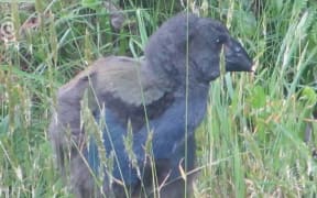 'Fertile' endangered birds hatch a chick